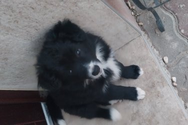 Gyönyörű Border collie kiskutyák  eladók! Oltva , féregtelenítve  Állatorvos által átvizsgált egészséges  kiskutyák  szülők  a képek között  láthatók.De a helyszínen is megtekinthetők! 