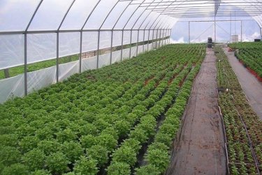 Fóliasátor építése családi kiviteltől ( 20m2-es ) a több 1000m2-es ig
Gépi Fólia váz hajlítás fél col-tol 6/4"  Vállalom csőhajlítás előtt csövek össze hegesztését és fólia sátrak építését is. Nem Kell elhozni a csöveket Házhoz megyek Az ország bármelyik területén!!
Vascsövek és Zártszelvények forgalmazása,széles választékban
szívesen állunk rendelkezésére.
tel:06205099053 feszter6@gmail.com