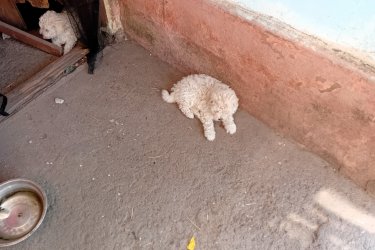 Puli kiskutya!