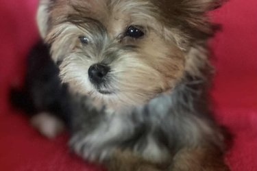 Eladó tündéri Yorki-poo kiskutya