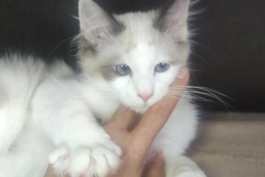 Ragdoll kandúr 
