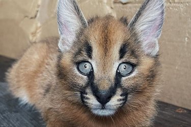 Két apró sivatagi robbantás, az afrikai szél vad kecsességével születve. Mindössze két hónapos korukra ezek a karakal kiscicák már a macska eleganciájának megtestesítői: fekete fülek táncoló tollakkal, átható tekintet, mint a hajnal, és még nincsenek teljesen tudatában jövőbeli erejüknek.&#13;&#10;Ebben a korban félig baba, félig vadmacska: gyengéd dorombolások, tétova karmok, de már veleszületett jelenléttel rendelkeznek. Két ritka gyöngyszem, akik a lenyűgözésre születtek.&#13;&#10;Kezdik felfedezni a környezetüket, játszanak egymással, és gyengéden kommunikálnak. Ideálisak az egzotikus macskafélék szerelmeseinek (a hatályos jogszabályok betartása mellett).&#13;&#10;Nyugodtabbak, de ugyanolyan figyelmesek, már szinte macska bölcsességet árasztanak. Együtt, kecsesen és tele ígérettel.&#13;&#10;Kíváncsisággal és könnyedséggel fedezik fel a világot, részben játékkal, részben vadászattal, részben álmodozással, részben ordítással. A megszelídítetlen természet lehelete egy apró testben.&#13;&#10;Köszönöm