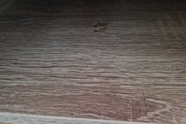 Eladó költözés miatt a képen látható Jyskös íróasztal a csatolt képen látható esztétikai hibával, ami az egyik polc belsejében található. Összeszerelt állapotban megtekinthető Újpesten.&#13;&#10;Méretei: Szélesség: 48 cm, Hosszúság: 120 cm, Magasság: 76 cm&#13;&#10;Érdeklődni privátban lehet.