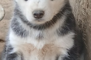 Husky kiskutyák
