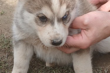 Husky kutyusok várják gazdijukat. Oltással rendelkeznek. Féregtelenítve vannak. Minden információt telefonon vagy facebookoon elmondok. ( fekete háttér)