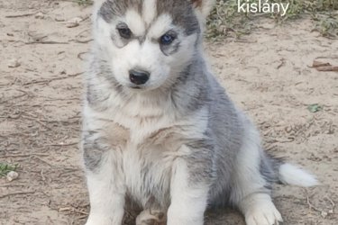 Husky kutyusok várják gazdijukat. Oltással rendelkeznek. Féregtelenítve vannak. Minden információt telefonon vagy facebookoon elmondok. ( fekete háttér)