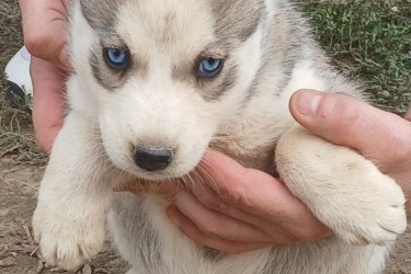 Husky kutyusok várják gazdijukat. Oltással rendelkeznek. Féregtelenítve vannak. Minden információt telefonon vagy facebookoon elmondok. ( fekete háttér)