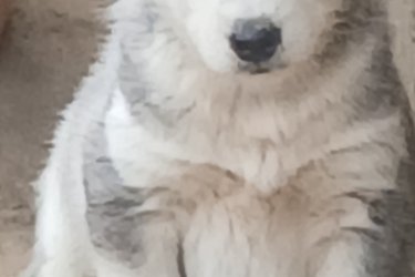Husky kutyusok várják gazdijukat. Oltással rendelkeznek. Féregtelenítve vannak. Minden információt telefonon vagy facebookoon elmondok. ( fekete háttér)