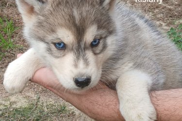 Husky kutyusok várják gazdijukat. Oltással rendelkeznek. Féregtelenítve vannak. Minden információt telefonon vagy facebookoon elmondok. ( fekete háttér)