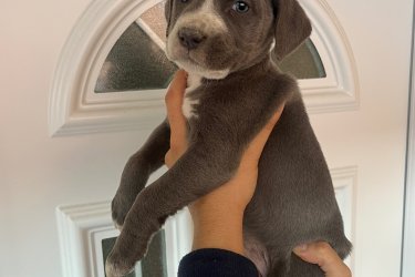 Amerikai Staffordshire Terrier kölykök