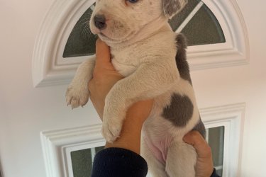 Amerikai Staffordshire Terrier kölykök Új helyen játszanának Staffordshire Kölykök! Rendszeresen féreghajtva,védő oltással! Kanok-Szukák vegyesen elérhetőek! Csak jó helyre vihetőek család mellé! Telefonon egyeztetett időpontban azonnal vihetőek! 
06308410271 .
Helyileg: Jászjákóhalma Szolnok vármegye.