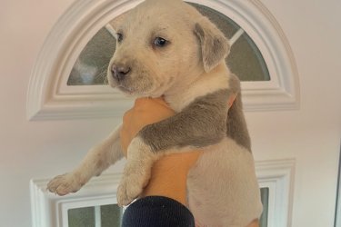 Amerikai Staffordshire Terrier kölykök Új helyen játszanának Staffordshire Kölykök! Rendszeresen féreghajtva,védő oltással! Kanok-Szukák vegyesen elérhetőek! Csak jó helyre vihetőek család mellé! Telefonon egyeztetett időpontban azonnal vihetőek! 
06308410271 .
Helyileg: Jászjákóhalma Szolnok vármegye.