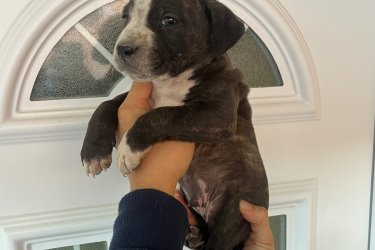 Amerikai Staffordshire Terrier kölykök Új helyen játszanának Staffordshire Kölykök! Rendszeresen féreghajtva,védő oltással! Kanok-Szukák vegyesen elérhetőek! Csak jó helyre vihetőek család mellé! Telefonon egyeztetett időpontban azonnal vihetőek! 
06308410271 .
Helyileg: Jászjákóhalma Szolnok vármegye.