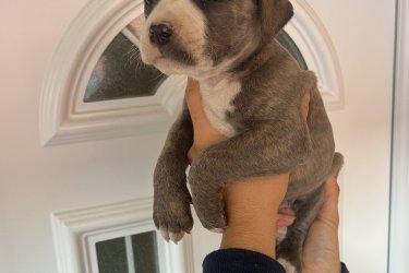 Amerikai Staffordshire Terrier kölykök Új helyen játszanának Staffordshire Kölykök! Rendszeresen féreghajtva,védő oltással! Kanok-Szukák vegyesen elérhetőek! Csak jó helyre vihetőek család mellé! Telefonon egyeztetett időpontban azonnal vihetőek! 
06308410271 .
Helyileg: Jászjákóhalma Szolnok vármegye.