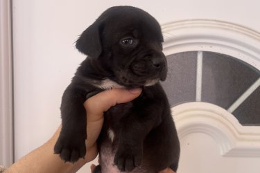 Staffordshire kölykök