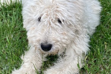  Cuki komondor szuka, 1,5 éves – Ingyen elvihető