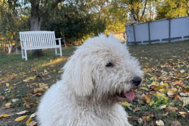 Cuki komondor szuka, 1,5 éves – Ingyen elvihető Szia kedves kutyabarát!

Tisztavérű komondorunk 1,5 éves és téged keres. Alig várja új, szerető otthonát, ahol gondoskodhat a házról és az udvarról. Hűséges természetű és megbízható őr, aki élethosszig tartó munkát keres. Kérjük, vedd fel velünk a kapcsolatot, ha megtetszett. Ingyenesen örökbe fogadjuk.

Írj nekünk bátran, és találkozhatunk

Telefonon is beszélhetünk: +36 20 383 2916