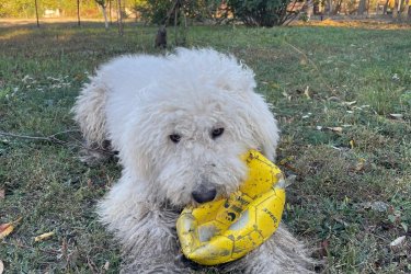 Cuki komondor szuka, 1,5 éves – Ingyen elvihető Szia kedves kutyabarát!

Tisztavérű komondorunk 1,5 éves és téged keres. Alig várja új, szerető otthonát, ahol gondoskodhat a házról és az udvarról. Hűséges természetű és megbízható őr, aki élethosszig tartó munkát keres. Kérjük, vedd fel velünk a kapcsolatot, ha megtetszett. Ingyenesen örökbe fogadjuk.

Írj nekünk bátran, és találkozhatunk

Telefonon is beszélhetünk: +36 20 383 2916