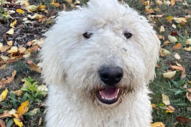 Cuki komondor szuka, 1,5 éves – Ingyen elvihető Szia kedves kutyabarát!

Tisztavérű komondorunk 1,5 éves és téged keres. Alig várja új, szerető otthonát, ahol gondoskodhat a házról és az udvarról. Hűséges természetű és megbízható őr, aki élethosszig tartó munkát keres. Kérjük, vedd fel velünk a kapcsolatot, ha megtetszett. Ingyenesen örökbe fogadjuk.

Írj nekünk bátran, és találkozhatunk

Telefonon is beszélhetünk: +36 20 383 2916