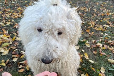Cuki komondor szuka, 1,5 éves – Ingyen elvihető Szia kedves kutyabarát!

Tisztavérű komondorunk 1,5 éves és téged keres. Alig várja új, szerető otthonát, ahol gondoskodhat a házról és az udvarról. Hűséges természetű és megbízható őr, aki élethosszig tartó munkát keres. Kérjük, vedd fel velünk a kapcsolatot, ha megtetszett. Ingyenesen örökbe fogadjuk.

Írj nekünk bátran, és találkozhatunk

Telefonon is beszélhetünk: +36 20 383 2916