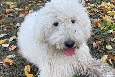 Cuki komondor szuka, 1,5 éves – Ingyen elvihető Szia kedves kutyabarát!

Tisztavérű komondorunk 1,5 éves és téged keres. Alig várja új, szerető otthonát, ahol gondoskodhat a házról és az udvarról. Hűséges természetű és megbízható őr, aki élethosszig tartó munkát keres. Kérjük, vedd fel velünk a kapcsolatot, ha megtetszett. Ingyenesen örökbe fogadjuk.

Írj nekünk bátran, és találkozhatunk

Telefonon is beszélhetünk: +36 20 383 2916
