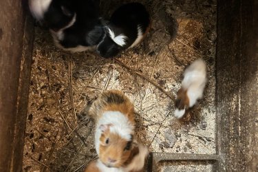 Eladó tengerimalacok
