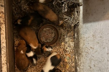 Eladó tengerimalacok a képen látható színekben 3000/db áron vihetőek Pesterzsébetről.