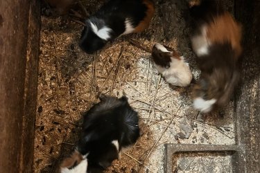 Eladó tengerimalacok a képen látható színekben 3000/db áron vihetőek Pesterzsébetről.