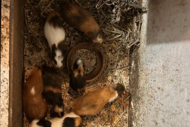 Eladó tengerimalacok a képen látható színekben 3000/db áron vihetőek Pesterzsébetről.