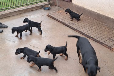 Jagd terrier kiskutyák