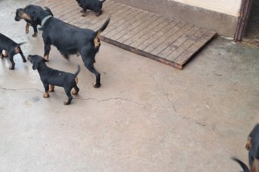 Jagd terrier kiskutyák Jagdterrier kölykök eladók, augusztus végi születésűek, minőségi  szerb import szülőpártól! 4 fiú maradt.
Érdeklődni: 06-30-400-9534