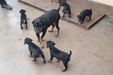 Jagd terrier kiskutyák Jagdterrier kölykök eladók, augusztus végi születésűek, minőségi  szerb import szülőpártól! 4 fiú maradt.
Érdeklődni: 06-30-400-9534