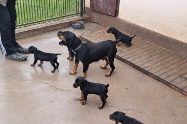 Jagd terrier kiskutyák Jagdterrier kölykök eladók, augusztus végi születésűek, minőségi  szerb import szülőpártól! 4 fiú maradt.
Érdeklődni: 06-30-400-9534