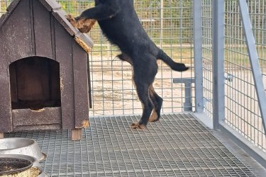 Jagd terrier kiskutyák Jagdterrier kölykök eladók, augusztus végi születésűek, minőségi  szerb import szülőpártól! 4 fiú maradt.
Érdeklődni: 06-30-400-9534