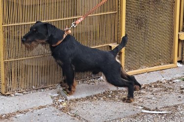 Jagd terrier kiskutyák Jagdterrier kölykök eladók, augusztus végi születésűek, minőségi  szerb import szülőpártól! 4 fiú maradt.
Érdeklődni: 06-30-400-9534
