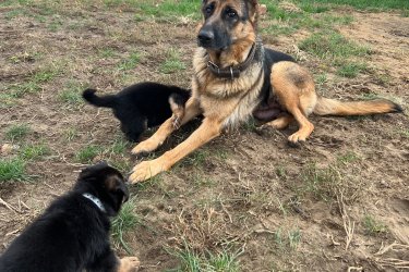 Német Juhász kölyök kutya 