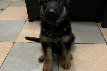 2025.09.19 születésünk napja .&#13;&#10;9-en vagyunk .&#13;&#10;2- fiú és 7 lány .&#13;&#10;Féregtelenítve vagyunk már kétszer .&#13;&#10;Már oltást is kaptunk 1 szer , de November 15 -én kapjuk a másodikat .&#13;&#10;Szerető gondoskodó ránk odafigyelő gazdikat keresünk .!!!!!