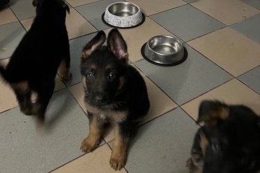 2025.09.19 születésünk napja .&#13;&#10;9-en vagyunk .&#13;&#10;2- fiú és 7 lány .&#13;&#10;Féregtelenítve vagyunk már kétszer .&#13;&#10;Már oltást is kaptunk 1 szer , de November 15 -én kapjuk a másodikat .&#13;&#10;Szerető gondoskodó ránk odafigyelő gazdikat keresünk .!!!!!