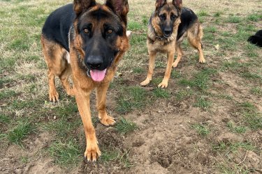 2025.09.19 születésünk napja .&#13;&#10;9-en vagyunk .&#13;&#10;2- fiú és 7 lány .&#13;&#10;Féregtelenítve vagyunk már kétszer .&#13;&#10;Már oltást is kaptunk 1 szer , de November 15 -én kapjuk a másodikat .&#13;&#10;Szerető gondoskodó ránk odafigyelő gazdikat keresünk .!!!!!