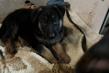 2025.09.19 születésünk napja .&#13;&#10;9-en vagyunk .&#13;&#10;2- fiú és 7 lány .&#13;&#10;Féregtelenítve vagyunk már kétszer .&#13;&#10;Már oltást is kaptunk 1 szer , de November 15 -én kapjuk a másodikat .&#13;&#10;Szerető gondoskodó ránk odafigyelő gazdikat keresünk .!!!!!