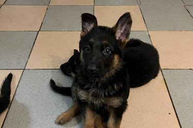 2025.09.19 születésünk napja .&#13;&#10;9-en vagyunk .&#13;&#10;2- fiú és 7 lány .&#13;&#10;Féregtelenítve vagyunk már kétszer .&#13;&#10;Már oltást is kaptunk 1 szer , de November 15 -én kapjuk a másodikat .&#13;&#10;Szerető gondoskodó ránk odafigyelő gazdikat keresünk .!!!!!