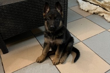 2025.09.19 születésünk napja .&#13;&#10;9-en vagyunk .&#13;&#10;2- fiú és 7 lány .&#13;&#10;Féregtelenítve vagyunk már kétszer .&#13;&#10;Már oltást is kaptunk 1 szer , de November 15 -én kapjuk a másodikat .&#13;&#10;Szerető gondoskodó ránk odafigyelő gazdikat keresünk .!!!!!