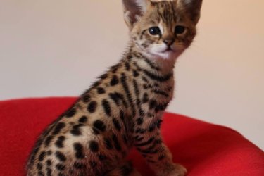 Fedezd fel az eleganciát és a vad szépséget csodálatos szervál, szavanna és karakál kiscicáink révén, akiket szenvedéllyel és professzionalizmussal neveltünk.&#13;&#10;&#13;&#10;Cicáink ötvözik a kecsességet, az intelligenciát és a szeretetteljes temperamentumot, tökéletesek a ritka és fenséges állatok szerelmeseinek.&#13;&#10;&#13;&#10;Kiváló egészségű, oltott, féregtelenített és mikrochippel ellátott kiscicák&#13;&#10;&#13;&#10;Teljes állatorvosi igazolással és naprakész egészségügyi dokumentációval rendelkeznek&#13;&#10;&#13;&#10;Fiatal koruktól szocializáltak, hozzászoktak az emberi jelenléthez&#13;&#10;&#13;&#10;Kiszállítás elérhető és személyre szabott támogatás&#13;&#10;&#13;&#10;Garantált származás és professzionális tenyésztés&#13;&#10;Minden kiscica gondosan válogatott leszármazási vonalból származik, amelyet szépsége, temperamentuma és genetikai tisztasága alapján választottak ki.&#13;&#10;&#13;&#10;WhatsApp: +33777572933