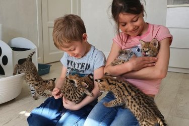 Csodálatos szervál, szavanna és karakál kiscicák elérhetőek