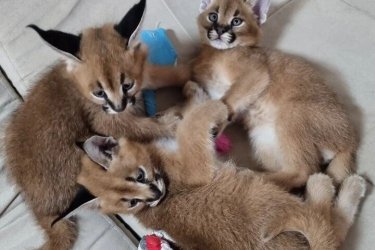 Fedezd fel az eleganciát és a vad szépséget csodálatos szervál, szavanna és karakál kiscicáink révén, akiket szenvedéllyel és professzionalizmussal neveltünk.&#13;&#10;&#13;&#10;Cicáink ötvözik a kecsességet, az intelligenciát és a szeretetteljes temperamentumot, tökéletesek a ritka és fenséges állatok szerelmeseinek.&#13;&#10;&#13;&#10;Kiváló egészségű, oltott, féregtelenített és mikrochippel ellátott kiscicák&#13;&#10;&#13;&#10;Teljes állatorvosi igazolással és naprakész egészségügyi dokumentációval rendelkeznek&#13;&#10;&#13;&#10;Fiatal koruktól szocializáltak, hozzászoktak az emberi jelenléthez&#13;&#10;&#13;&#10;Kiszállítás elérhető és személyre szabott támogatás&#13;&#10;&#13;&#10;Garantált származás és professzionális tenyésztés&#13;&#10;Minden kiscica gondosan válogatott leszármazási vonalból származik, amelyet szépsége, temperamentuma és genetikai tisztasága alapján választottak ki.&#13;&#10;&#13;&#10;WhatsApp: +33777572933