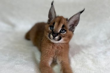 Fedezd fel az eleganciát és a vad szépséget csodálatos szervál, szavanna és karakál kiscicáink révén, akiket szenvedéllyel és professzionalizmussal neveltünk.&#13;&#10;&#13;&#10;Cicáink ötvözik a kecsességet, az intelligenciát és a szeretetteljes temperamentumot, tökéletesek a ritka és fenséges állatok szerelmeseinek.&#13;&#10;&#13;&#10;Kiváló egészségű, oltott, féregtelenített és mikrochippel ellátott kiscicák&#13;&#10;&#13;&#10;Teljes állatorvosi igazolással és naprakész egészségügyi dokumentációval rendelkeznek&#13;&#10;&#13;&#10;Fiatal koruktól szocializáltak, hozzászoktak az emberi jelenléthez&#13;&#10;&#13;&#10;Kiszállítás elérhető és személyre szabott támogatás&#13;&#10;&#13;&#10;Garantált származás és professzionális tenyésztés&#13;&#10;Minden kiscica gondosan válogatott leszármazási vonalból származik, amelyet szépsége, temperamentuma és genetikai tisztasága alapján választottak ki.&#13;&#10;&#13;&#10;WhatsApp: +33777572933