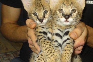 Fedezd fel az eleganciát és a vad szépséget csodálatos szervál, szavanna és karakál kiscicáink révén, akiket szenvedéllyel és professzionalizmussal neveltünk.&#13;&#10;&#13;&#10;Cicáink ötvözik a kecsességet, az intelligenciát és a szeretetteljes temperamentumot, tökéletesek a ritka és fenséges állatok szerelmeseinek.&#13;&#10;&#13;&#10;Kiváló egészségű, oltott, féregtelenített és mikrochippel ellátott kiscicák&#13;&#10;&#13;&#10;Teljes állatorvosi igazolással és naprakész egészségügyi dokumentációval rendelkeznek&#13;&#10;&#13;&#10;Fiatal koruktól szocializáltak, hozzászoktak az emberi jelenléthez&#13;&#10;&#13;&#10;Kiszállítás elérhető és személyre szabott támogatás&#13;&#10;&#13;&#10;Garantált származás és professzionális tenyésztés&#13;&#10;Minden kiscica gondosan válogatott leszármazási vonalból származik, amelyet szépsége, temperamentuma és genetikai tisztasága alapján választottak ki.&#13;&#10;&#13;&#10;WhatsApp: +33777572933