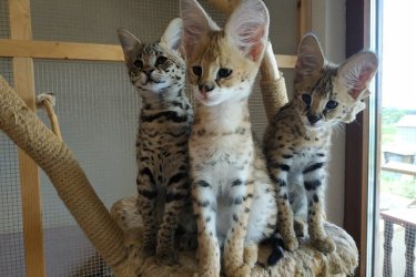 Fedezd fel az eleganciát és a vad szépséget csodálatos szervál, szavanna és karakál kiscicáink révén, akiket szenvedéllyel és professzionalizmussal neveltünk.&#13;&#10;&#13;&#10;Cicáink ötvözik a kecsességet, az intelligenciát és a szeretetteljes temperamentumot, tökéletesek a ritka és fenséges állatok szerelmeseinek.&#13;&#10;&#13;&#10;Kiváló egészségű, oltott, féregtelenített és mikrochippel ellátott kiscicák&#13;&#10;&#13;&#10;Teljes állatorvosi igazolással és naprakész egészségügyi dokumentációval rendelkeznek&#13;&#10;&#13;&#10;Fiatal koruktól szocializáltak, hozzászoktak az emberi jelenléthez&#13;&#10;&#13;&#10;Kiszállítás elérhető és személyre szabott támogatás&#13;&#10;&#13;&#10;Garantált származás és professzionális tenyésztés&#13;&#10;Minden kiscica gondosan válogatott leszármazási vonalból származik, amelyet szépsége, temperamentuma és genetikai tisztasága alapján választottak ki.&#13;&#10;&#13;&#10;WhatsApp: +33777572933