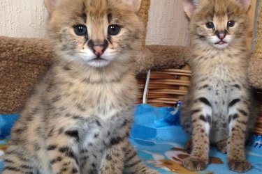 Fedezze fel kiváló szervál kiscicáinkat egy profi és regisztrált tenyésztőtől. Minden kiscicát gondosan nevelünk, fiatal koruktól szocializálunk, és átfogó állatorvosi ellátásban részesül (oltások, féregtelenítés, naprakész nyilvántartás).&#13;&#10;&#13;&#10;A szervál egy elegáns, ritka és fenséges macskaféle, amely egyedi megjelenéséről, intelligenciájáról és a gazdájához való erős ragaszkodásáról ismert, ha megfelelően kiképzik.&#13;&#10;&#13;&#10;Jogi dokumentumok és kötelező engedélyek&#13;&#10;Biztonságos szállítás és személyre szabott támogatás&#13;&#10;Tenyésztési tanácsadás és értékesítés utáni támogatás&#13;&#10;&#13;&#10;Kiscicáinkat kizárólag szerető gazdiknak szánjuk, akik megfelelő környezetben élnek.&#13;&#10;&#13;&#10;További fotókért, videókért és információkért vegye fel velünk a kapcsolatot.&#13;&#10;&#13;&#10;WhatsApp elérhetőség: +447451279694