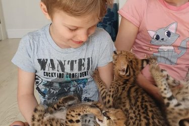 Fedezze fel kiváló szervál kiscicáinkat egy profi és regisztrált tenyésztőtől. Minden kiscicát gondosan nevelünk, fiatal koruktól szocializálunk, és átfogó állatorvosi ellátásban részesül (oltások, féregtelenítés, naprakész nyilvántartás).&#13;&#10;&#13;&#10;A szervál egy elegáns, ritka és fenséges macskaféle, amely egyedi megjelenéséről, intelligenciájáról és a gazdájához való erős ragaszkodásáról ismert, ha megfelelően kiképzik.&#13;&#10;&#13;&#10;Jogi dokumentumok és kötelező engedélyek&#13;&#10;Biztonságos szállítás és személyre szabott támogatás&#13;&#10;Tenyésztési tanácsadás és értékesítés utáni támogatás&#13;&#10;&#13;&#10;Kiscicáinkat kizárólag szerető gazdiknak szánjuk, akik megfelelő környezetben élnek.&#13;&#10;&#13;&#10;További fotókért, videókért és információkért vegye fel velünk a kapcsolatot.&#13;&#10;&#13;&#10;WhatsApp elérhetőség: +447451279694